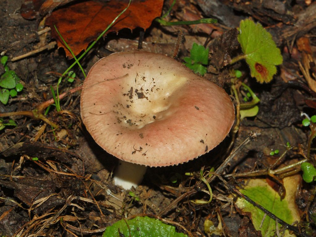 Un fungo dal colore rosato (Russula sp.)